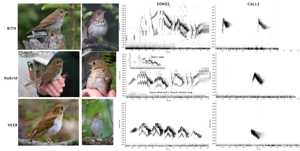 Photos and sonograms (frequency vs. time) of songs and calls for Bicknell’s Thrush, the hybrid thrush, and a Veery. Photographs kindly provided by: Kurt Hasselman (www.flickr.com/dah_professor) Veery and Jeff Nadler (www.jnphoto.net) Bicknell’s Thrush.