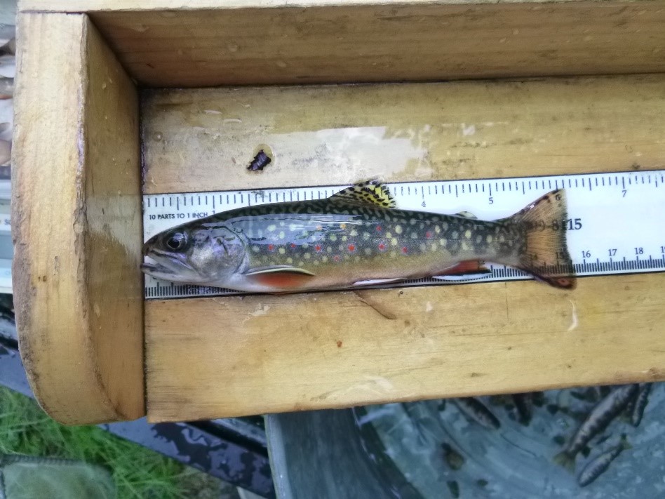 Brook Trout Monitoring