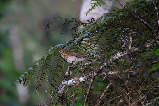 Bicknell's Thrush Copyright Pedro Genaro