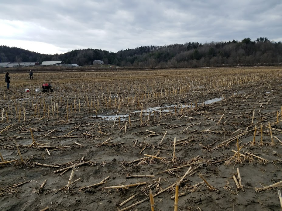 Manure Study Image