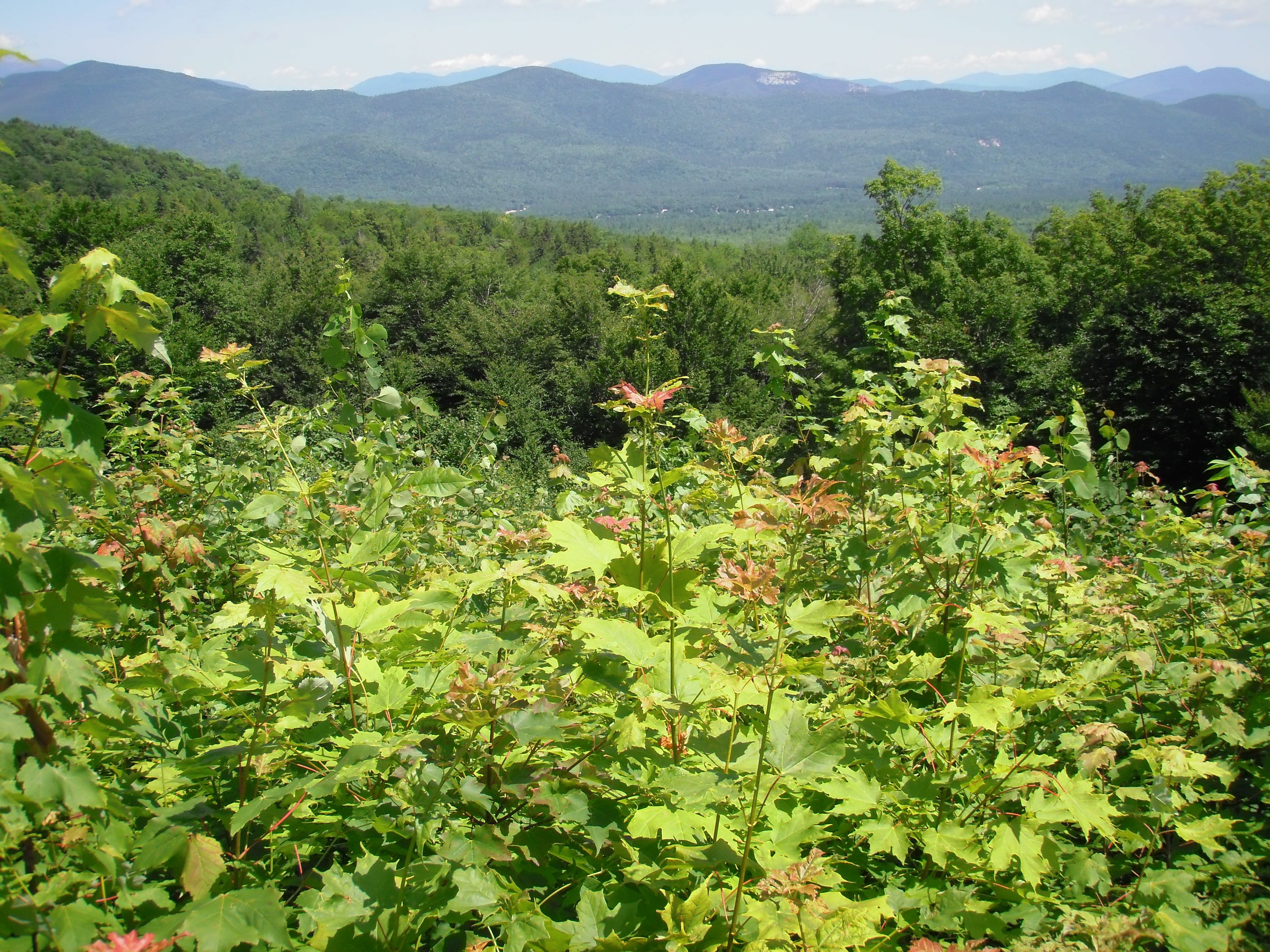 Bartlett, NH View - Photo credit: Tony D'Amato