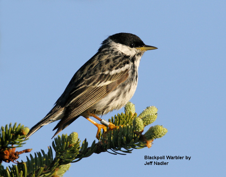 Blackpoll Warbler