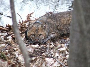 Bobcat habitat may be threatened by community development