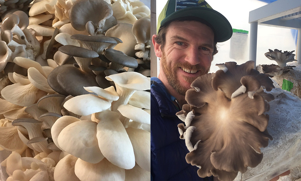 Brendan O'Brien with cultivated mushrooms