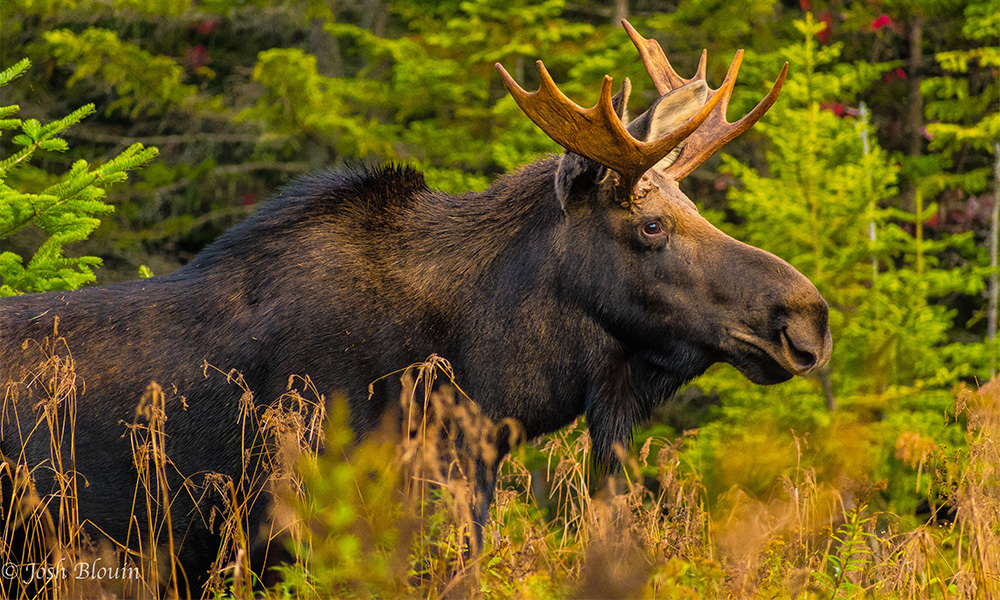 Bull Moose