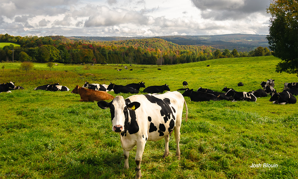 Cabot Cow