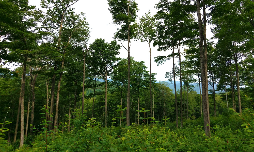 Coolidge State Forest