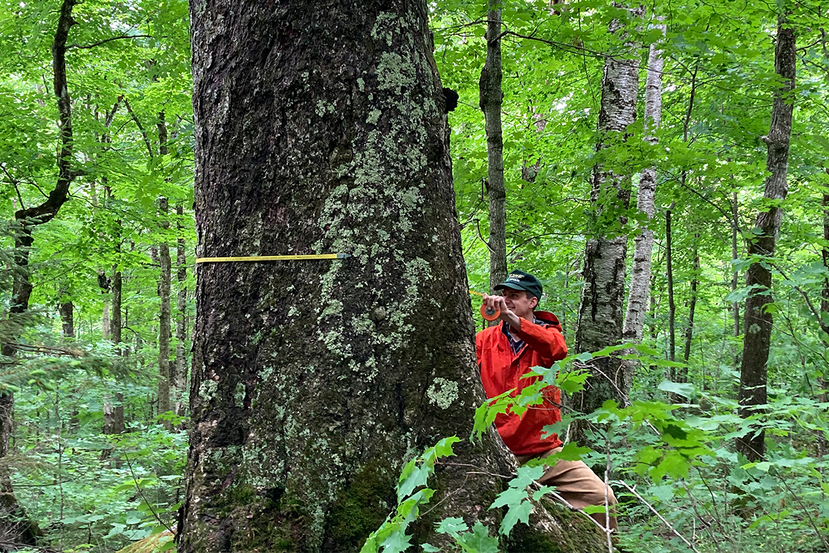 Researcher measuring DBH at a Forest Health Monitoring plot