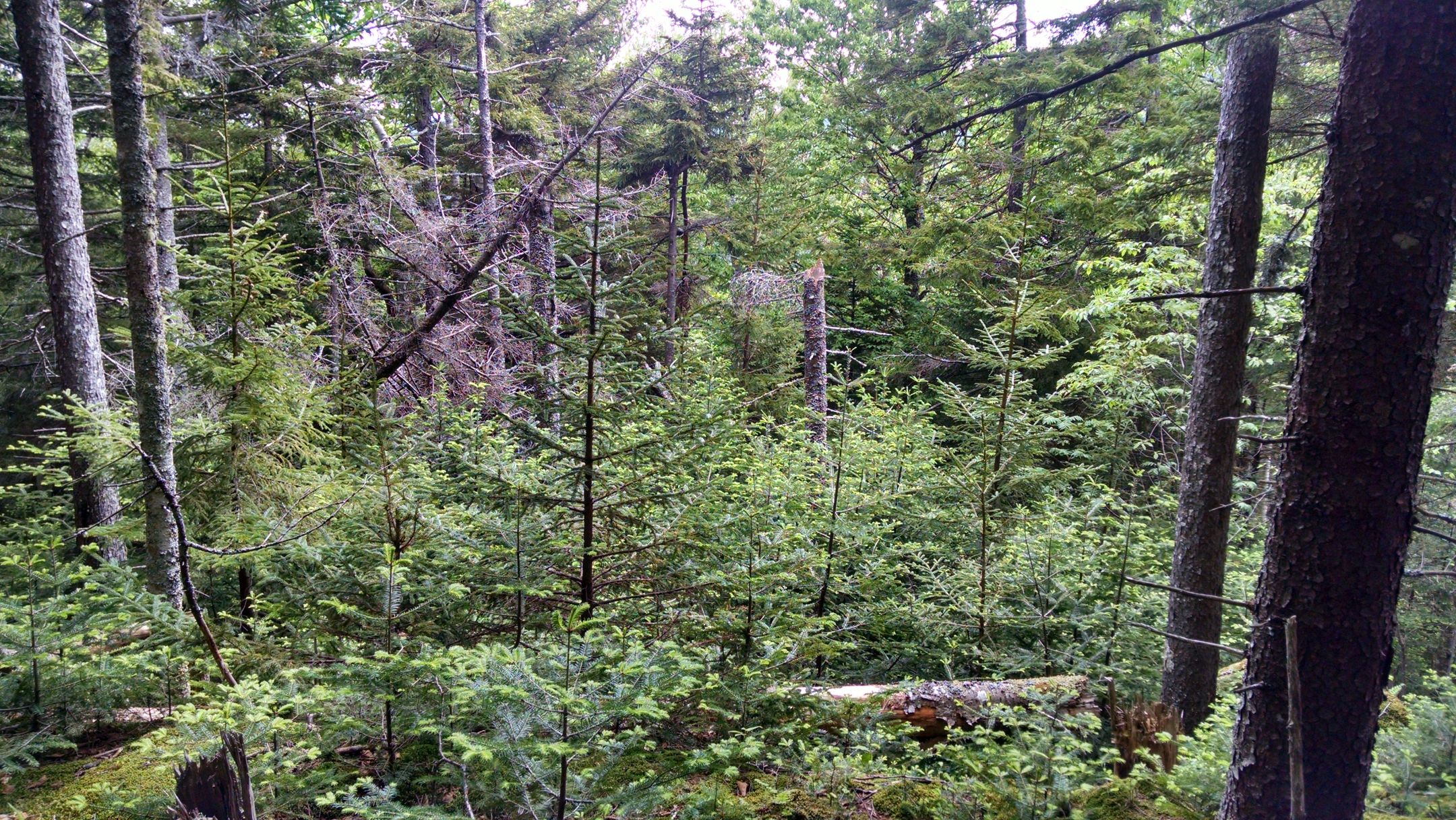 Gap in montane spruce-fir