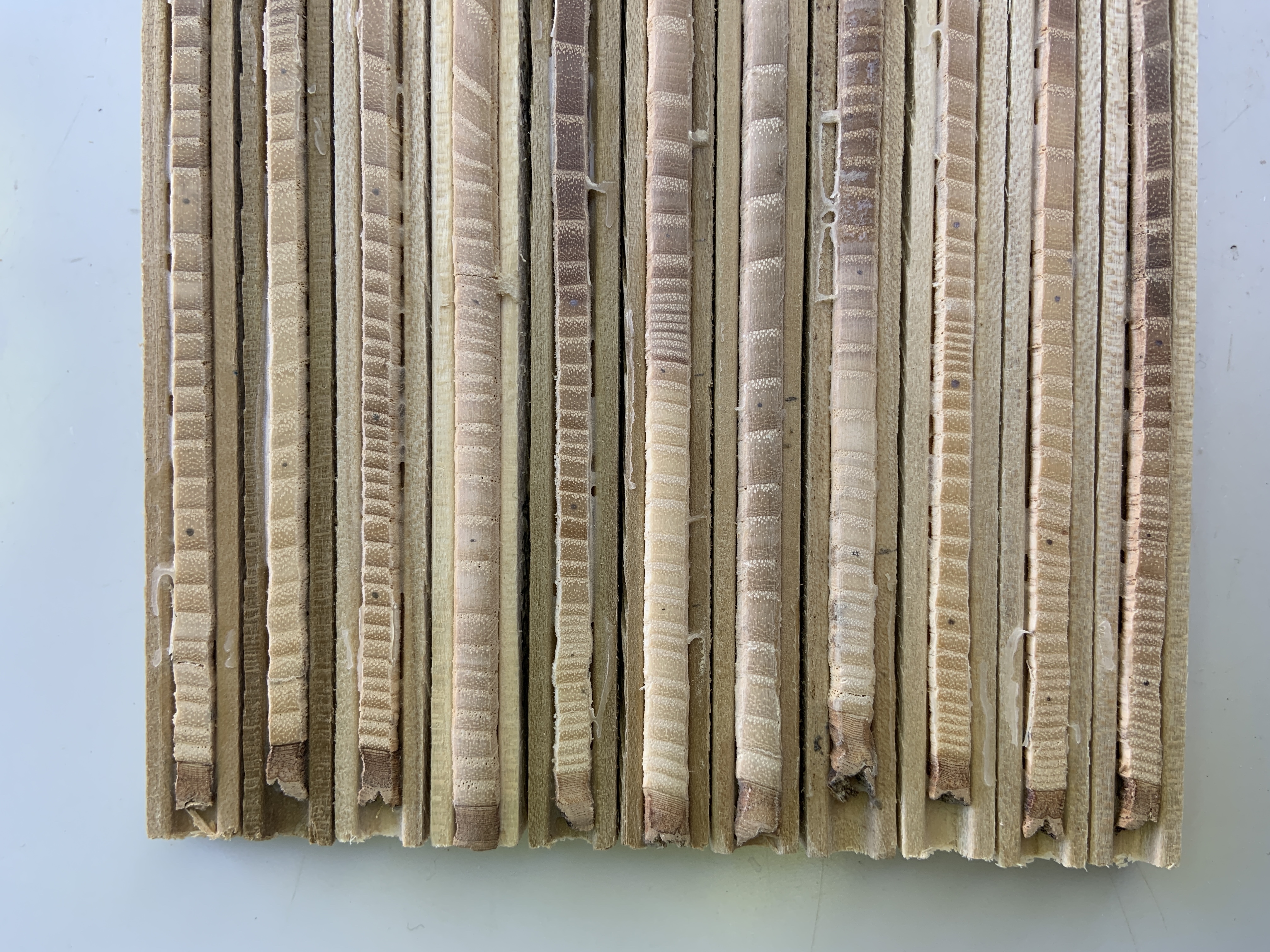 Green Ash cores under a microscope in the lab