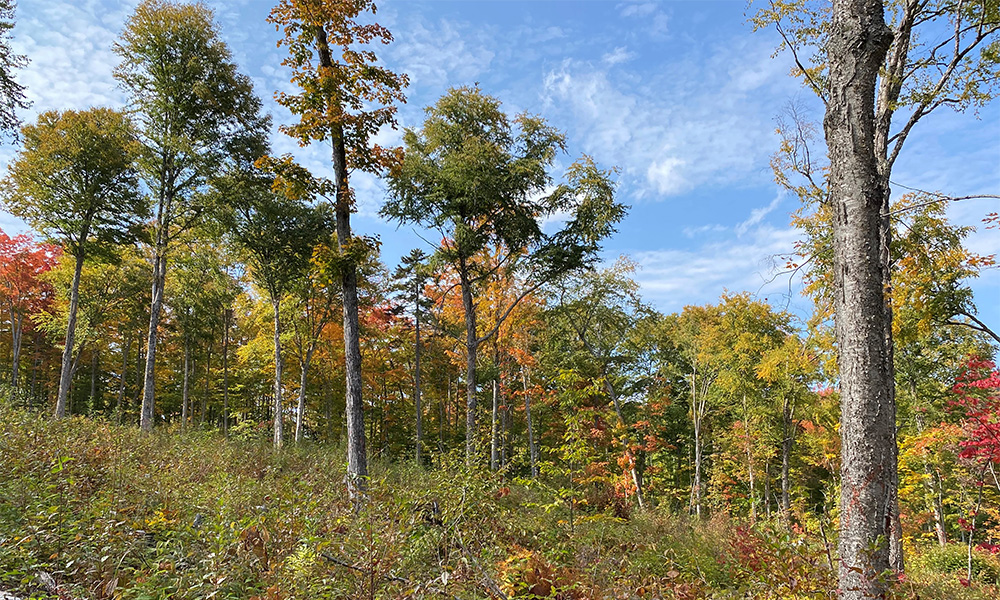 Groton State Forest