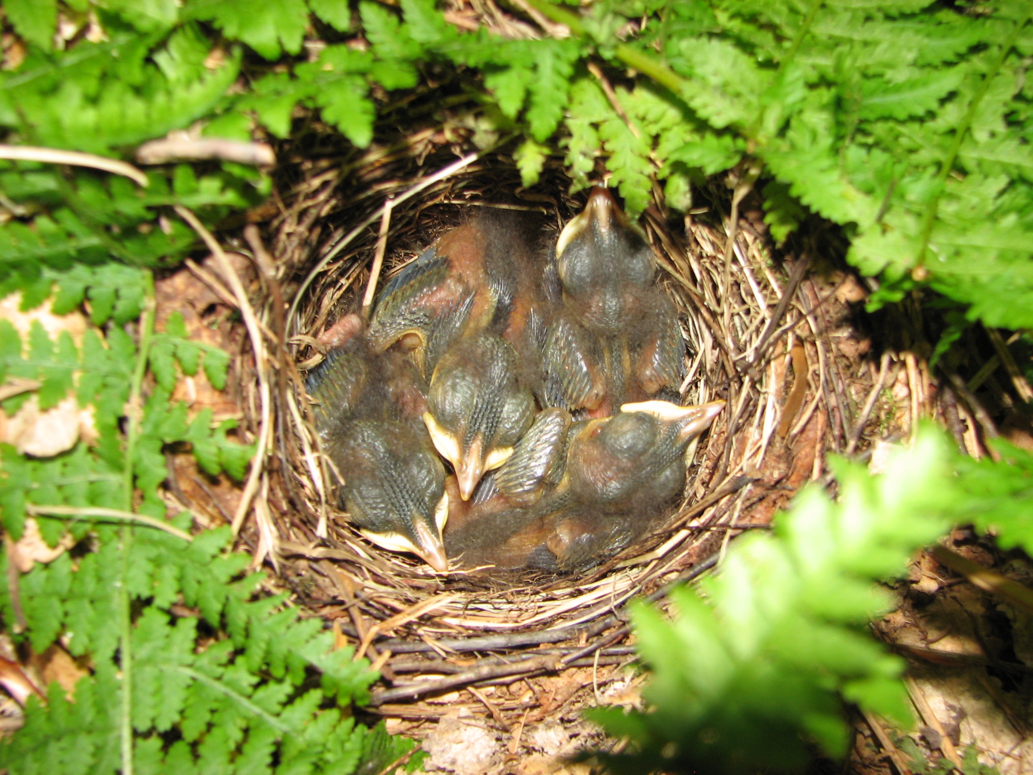 Hermit Thrush