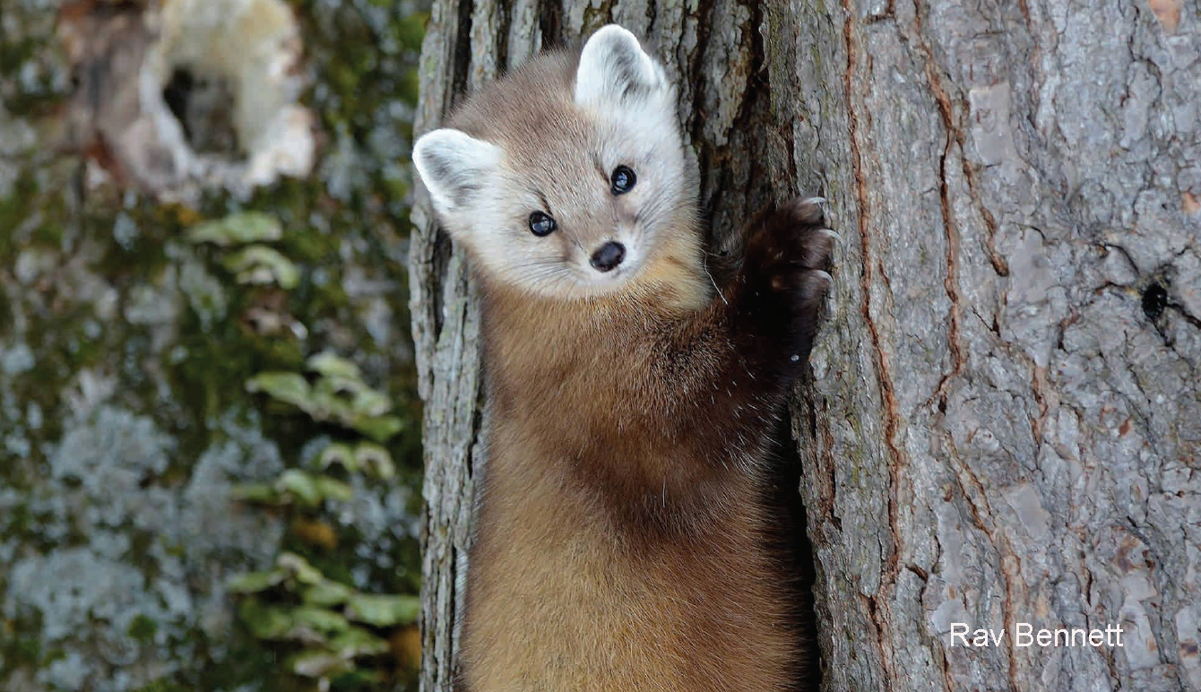 American Marten. Photo credit: Rav Bennett