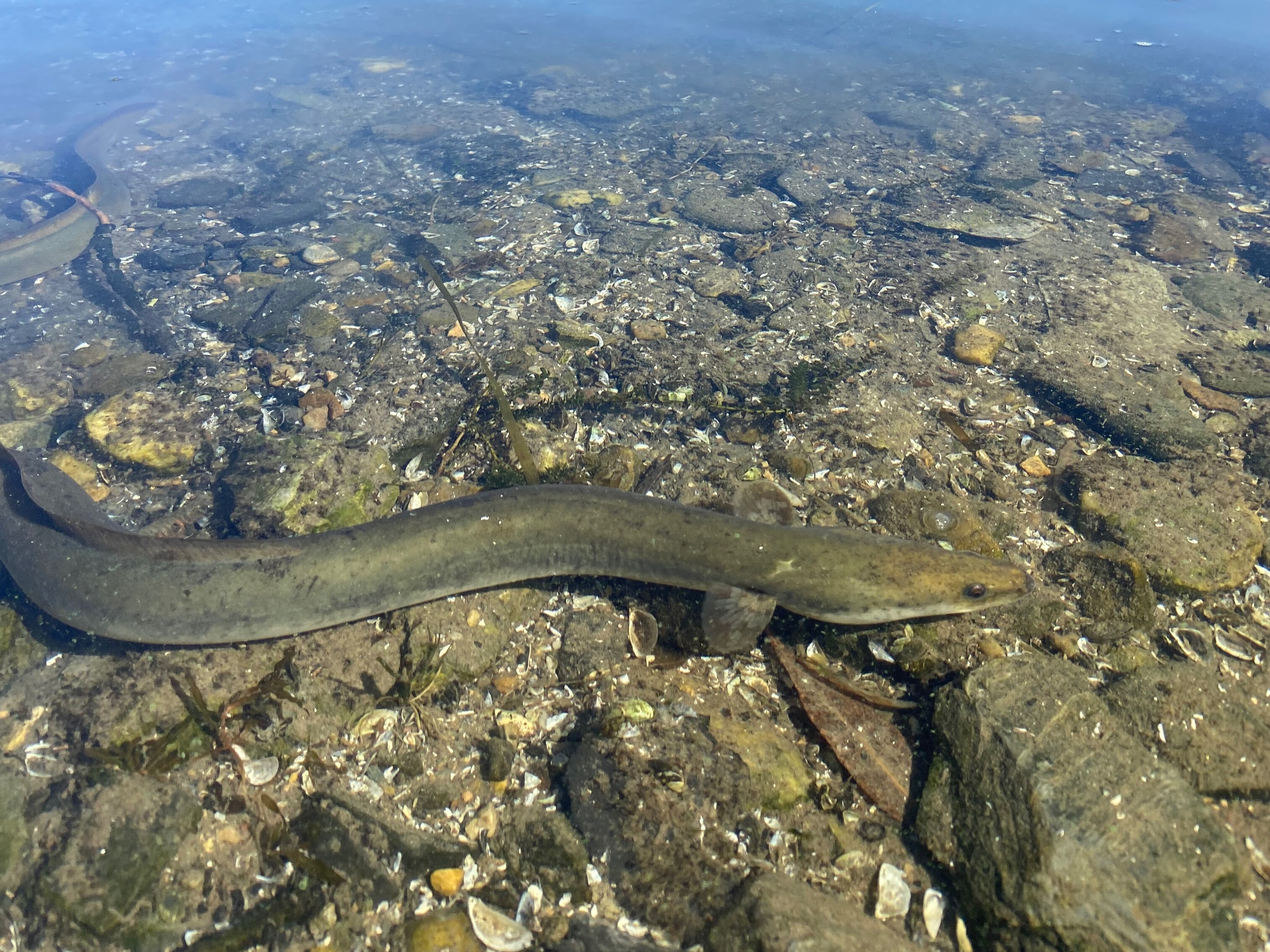 Eel in Lake Champlain by Rose Stuart
