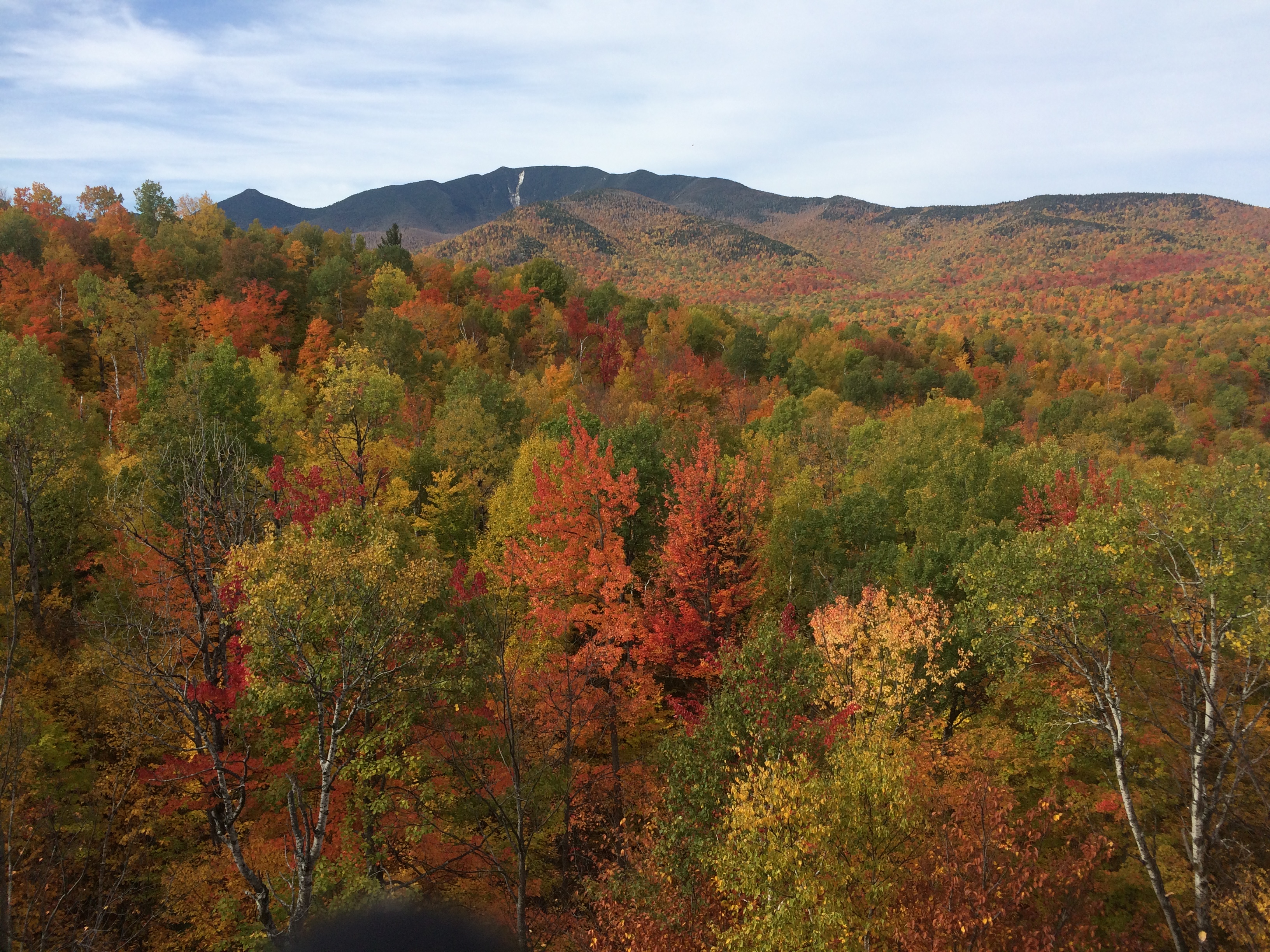 Adirondack forest