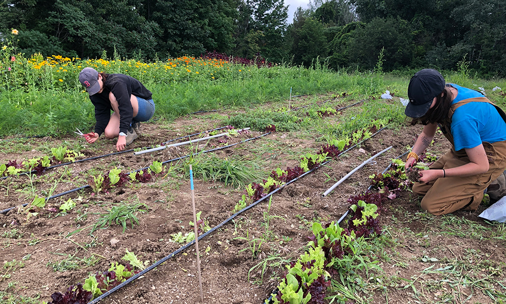 Farmers prepping fields for tarps