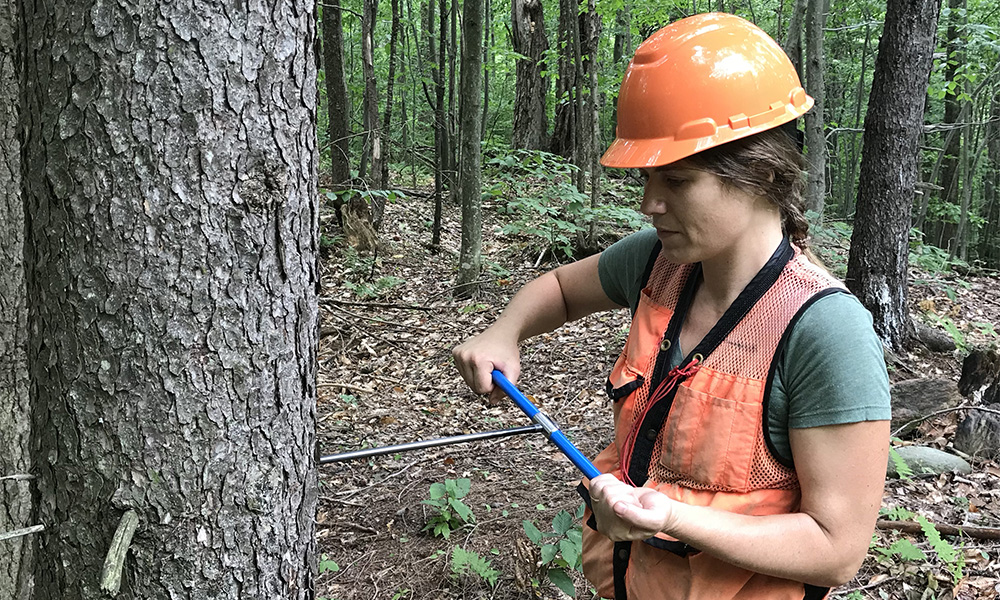 Kosiba Increment Tree Borer