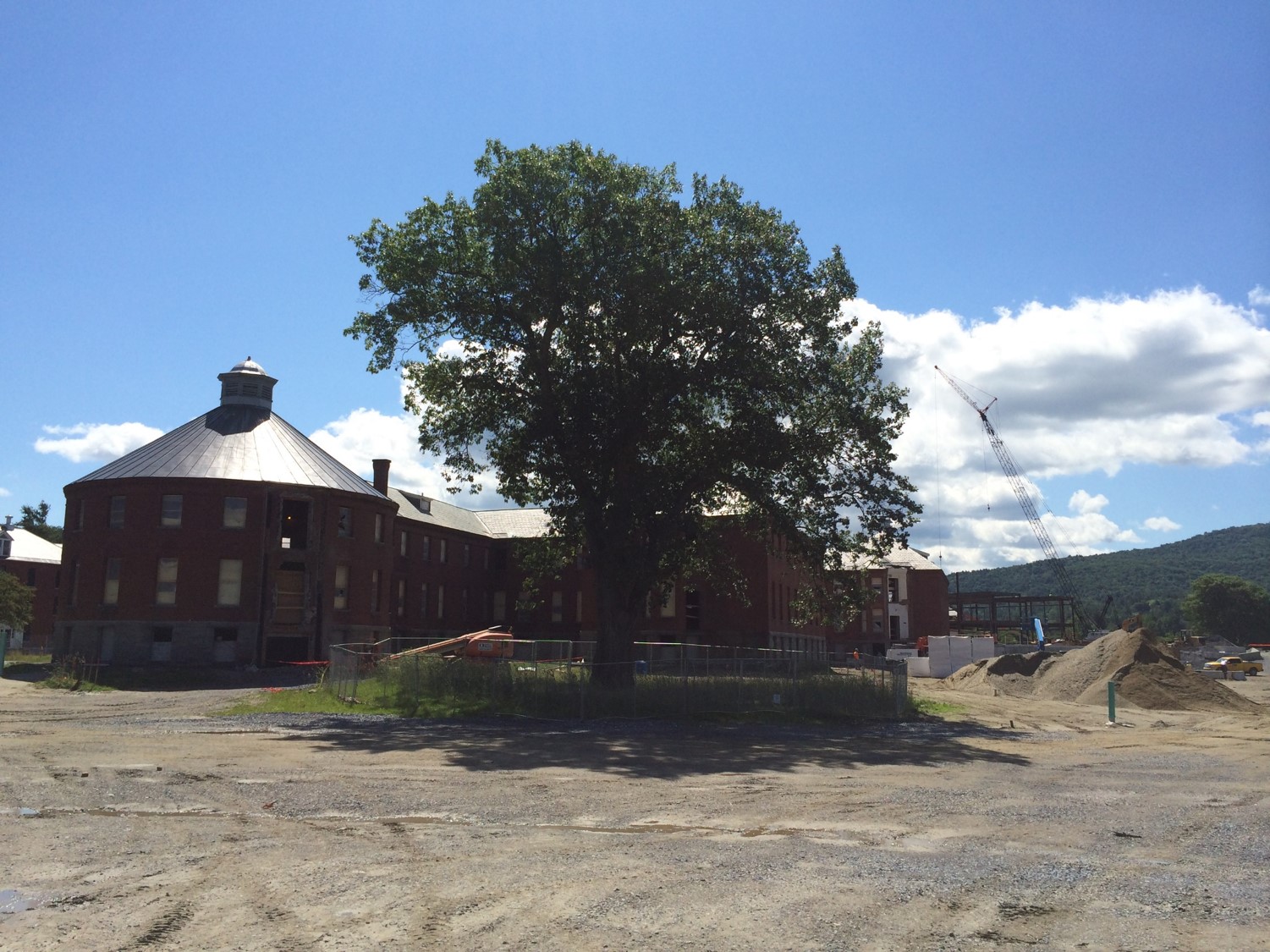 Large tree being protected during reconstruction of Vermont state government offices, Waterbury, Vermont