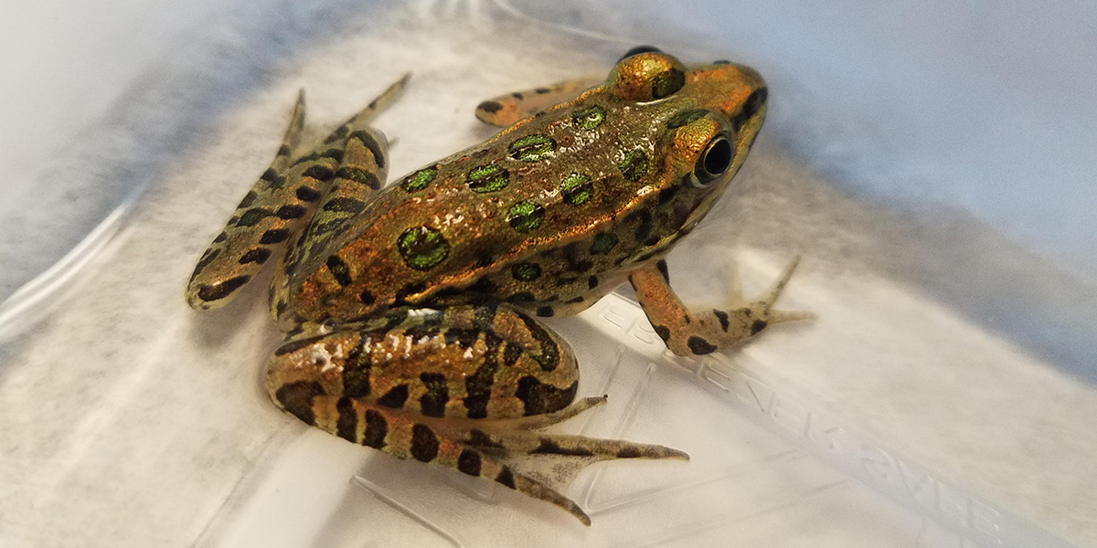 Grown leopard frog from the Vermont experiment