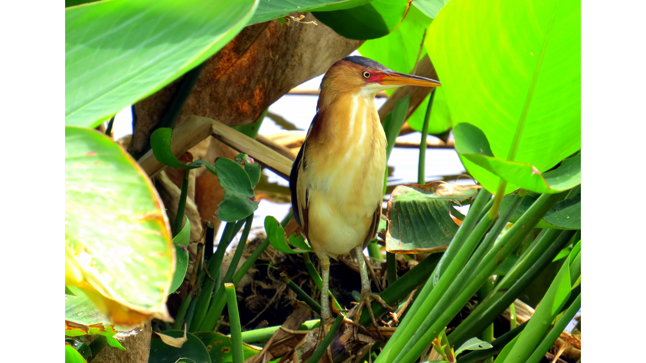 Least Bittern