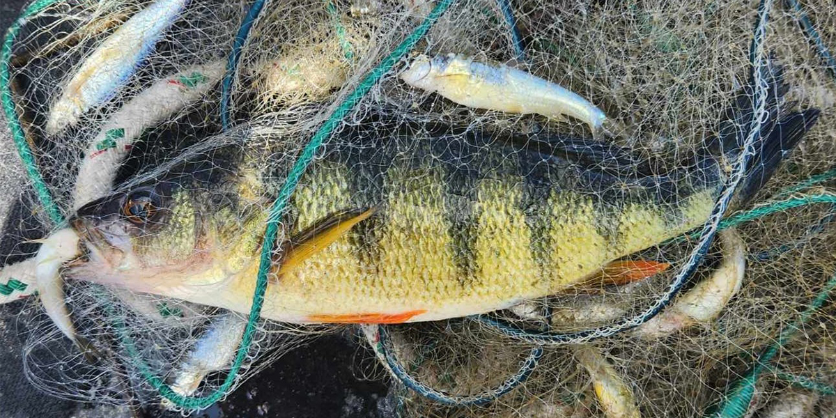 Yellow perch caught while eating a smaller fish. Photo by Justin Lesser