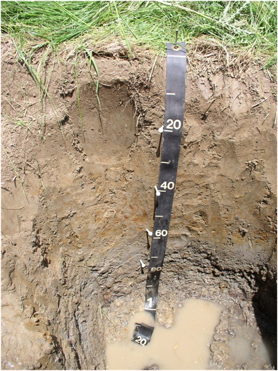 Limerick soil