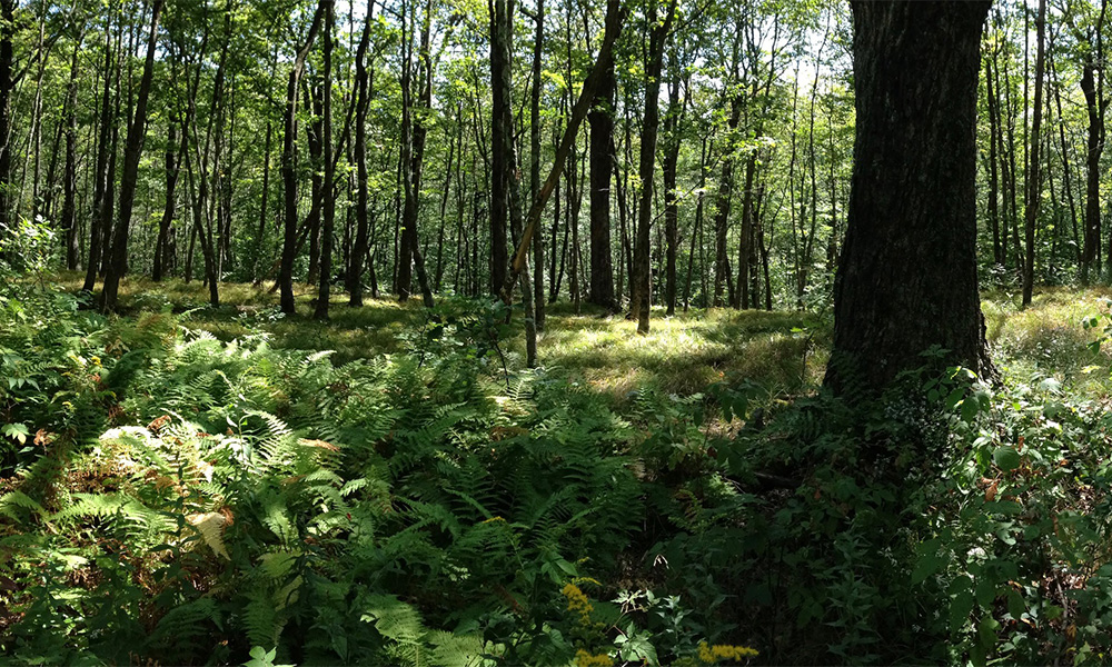 Merck Forest
