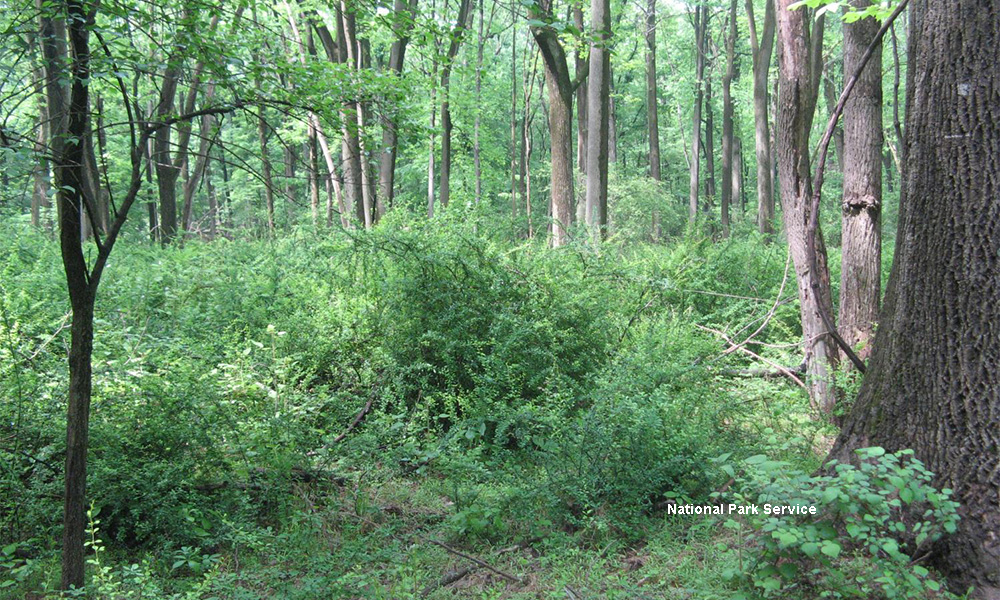 Marsh Billings Rockefeller Barberry