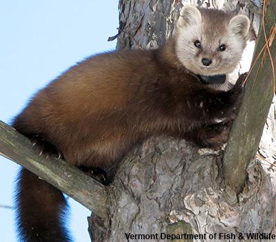 american marten