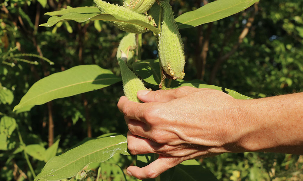 Person holding milkweed in field