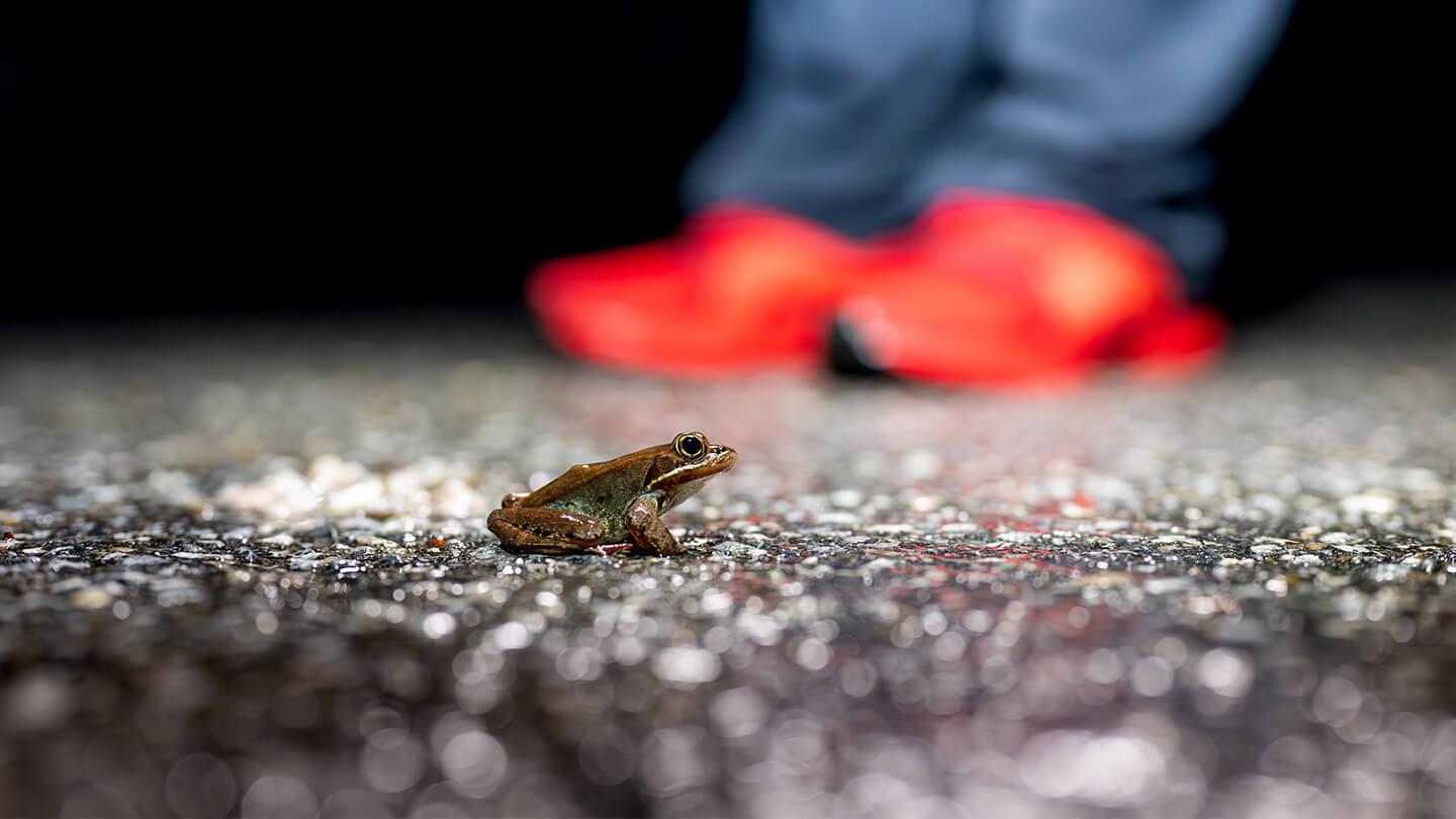 Frog on Vermont Road. Photo by Joshua Brown. 
