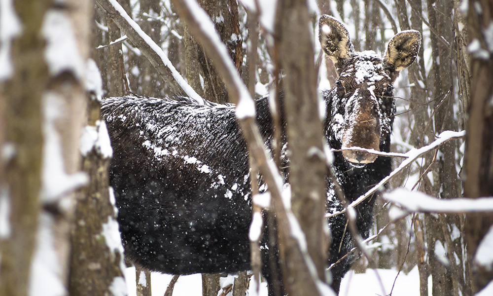 Moose behind trees in the winter