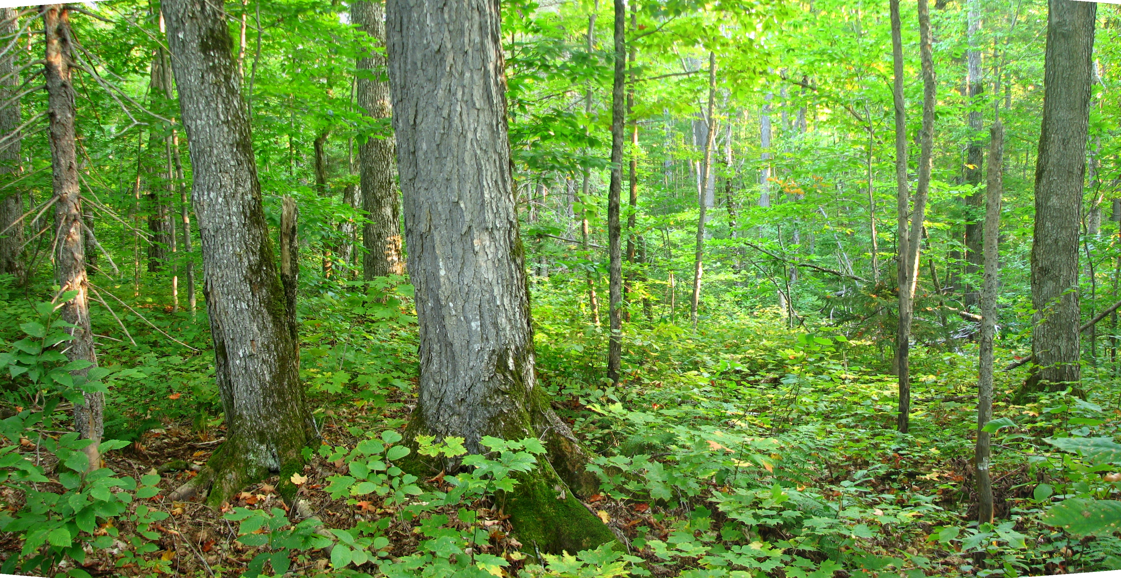 Understory of a forest by Hagan Whitman