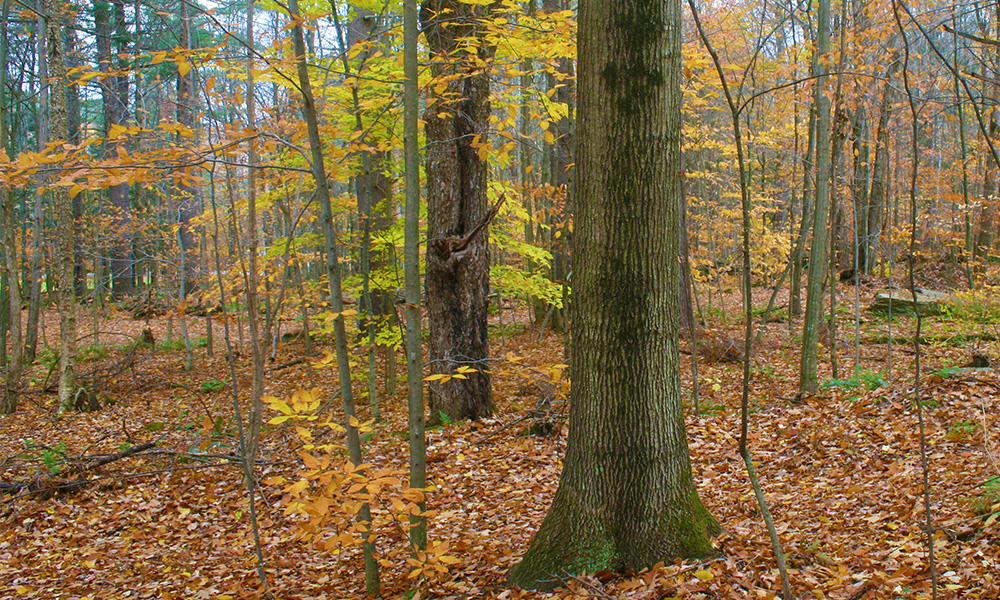 Oak Tree