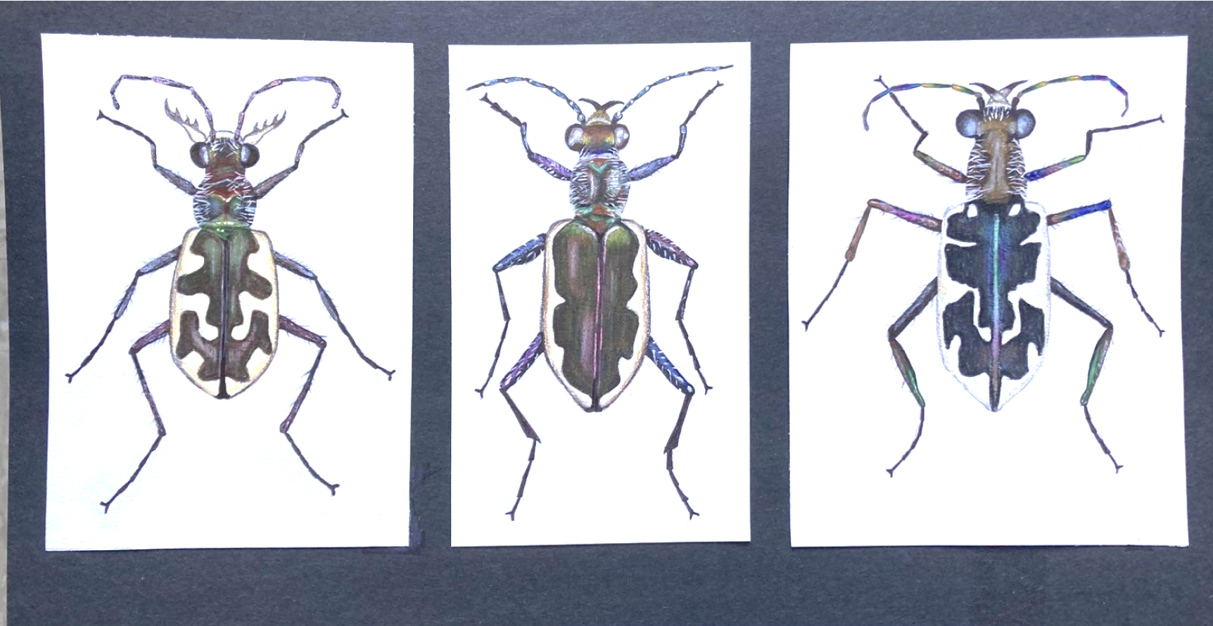 Jay Sandler's Tiger Beetles