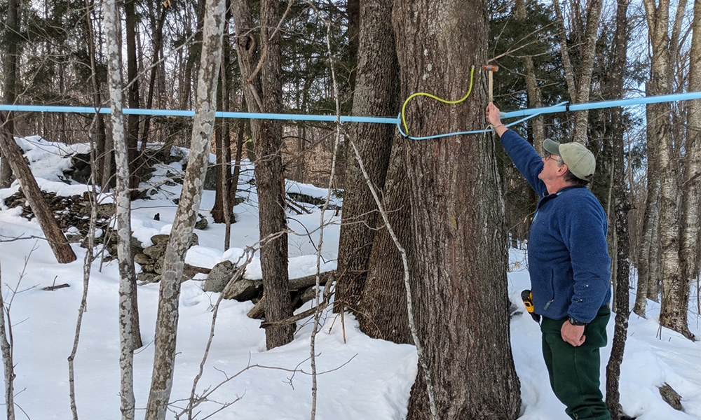 Sugarbush