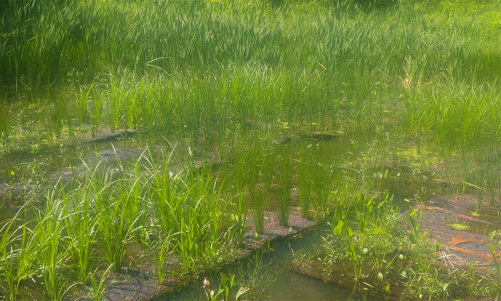 Floating treatment wetlands in stormwater pond