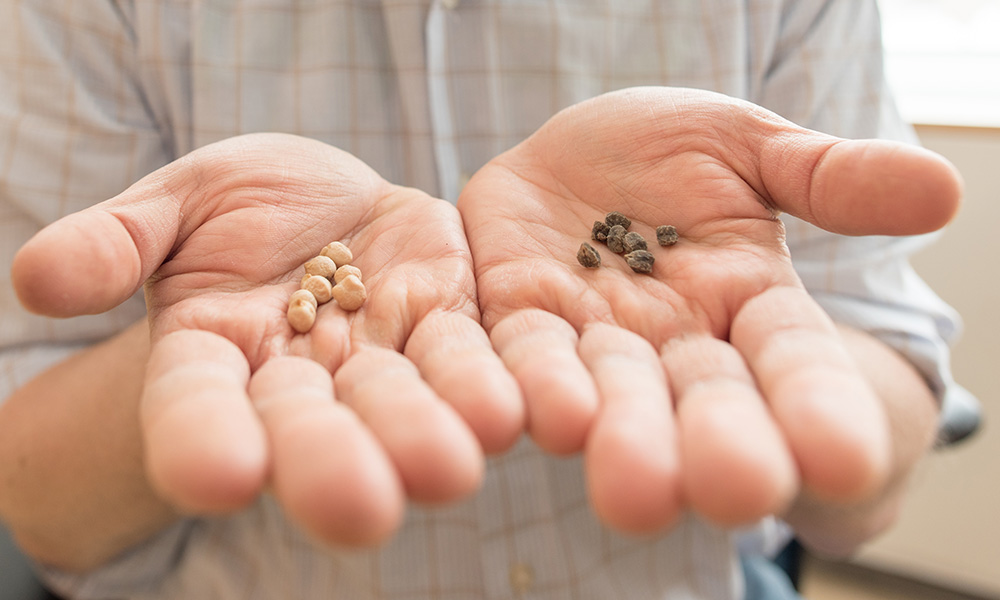 Hands Holding Chickpea Seeds