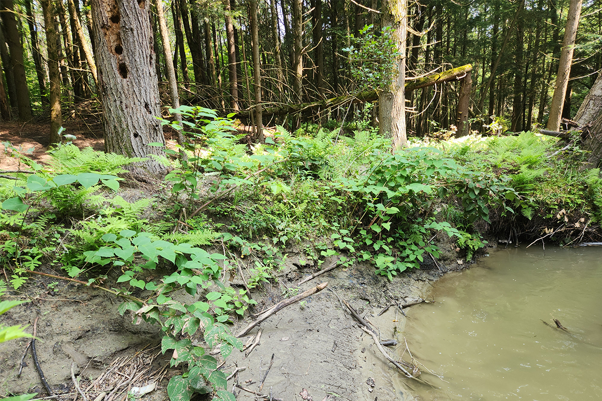 Knotweed on the banks of the Lewis Creek