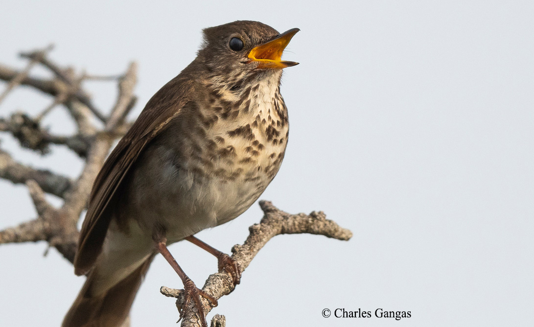 Bicknell's Thrush