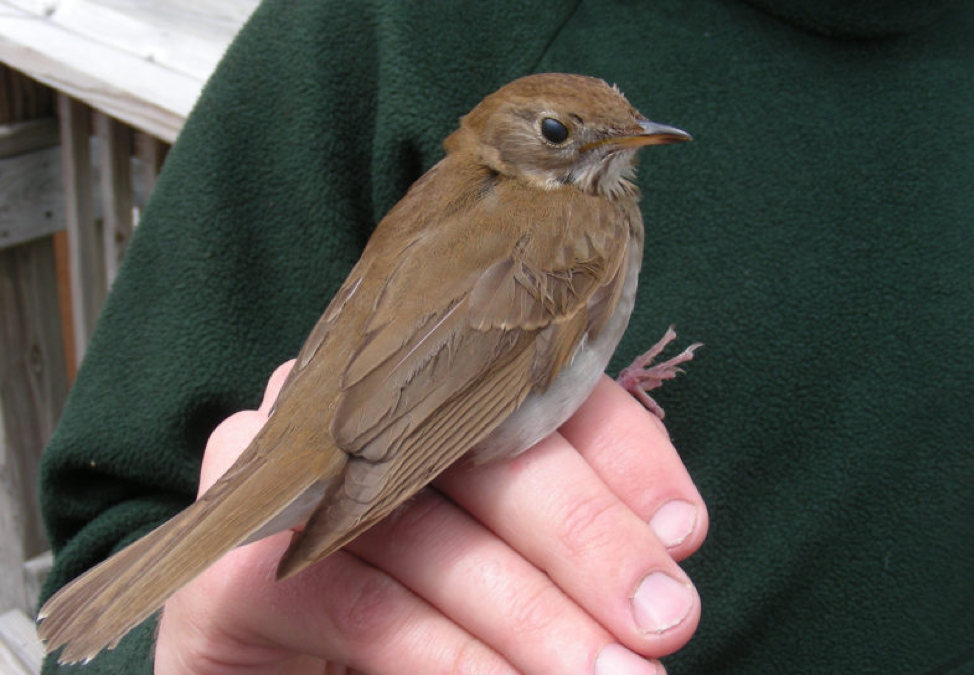 The Veery x Bicknell’s Thrush hybrid fondly known as “Vick” right before he was released after banding. The light brown centers on the greater wing coverts determined this bird to be a yearling. / © K.P. McFarland
