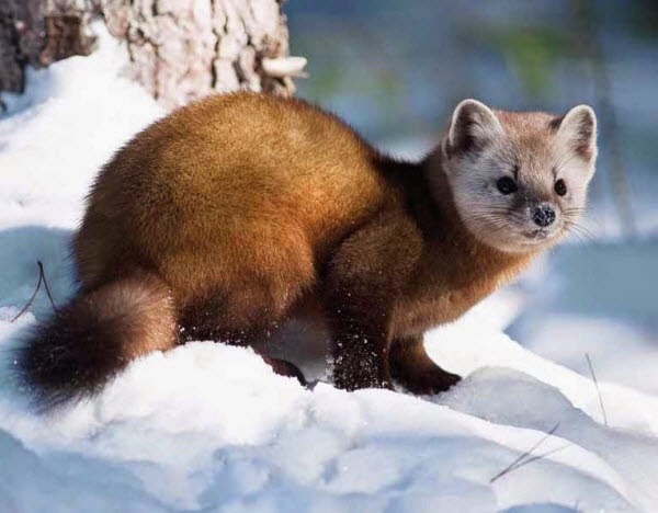 American marten