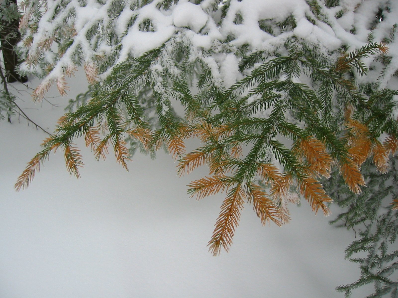 Red spruce needle injury