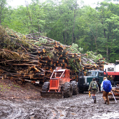 Wood harvested to be used as fuel