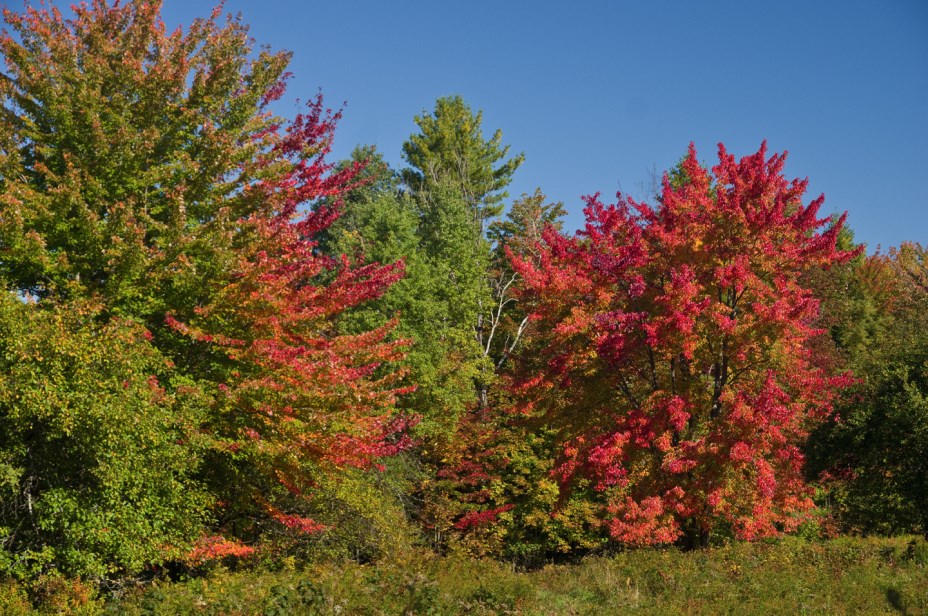 maple foliage