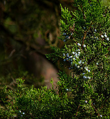 Eastern redcedar