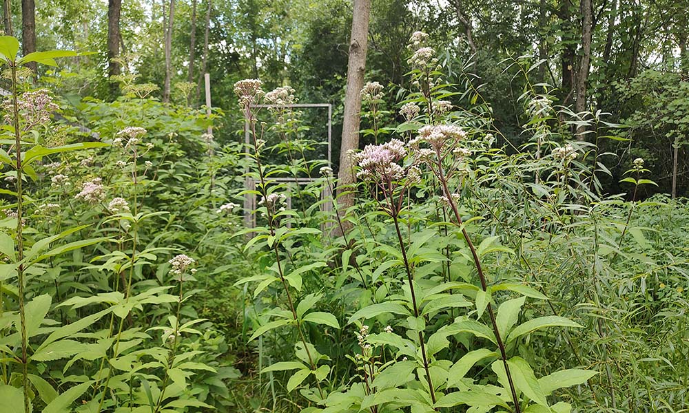 Restored inoculated plot in the field study at the end of the summer