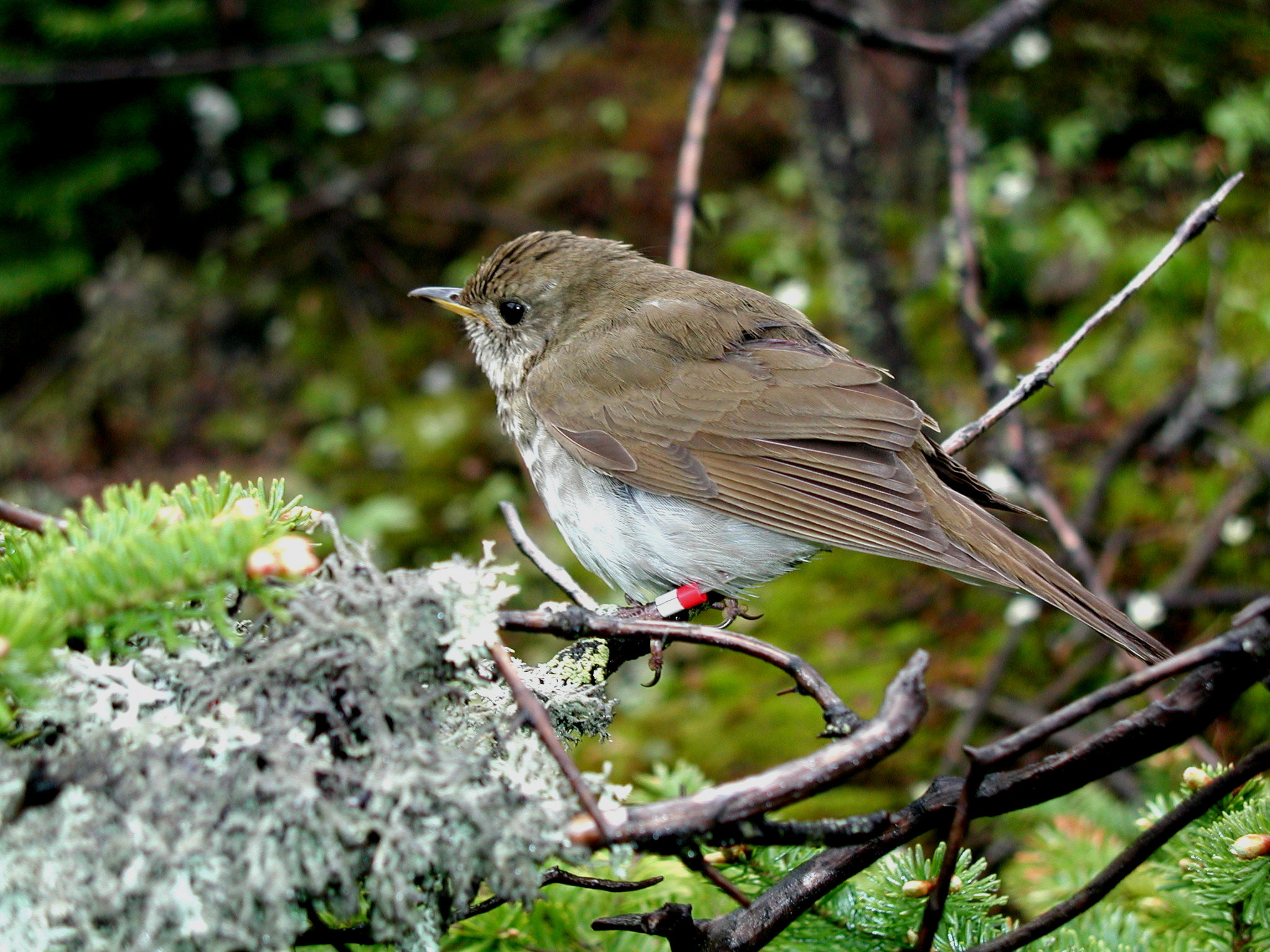 Bicknell's Thrush