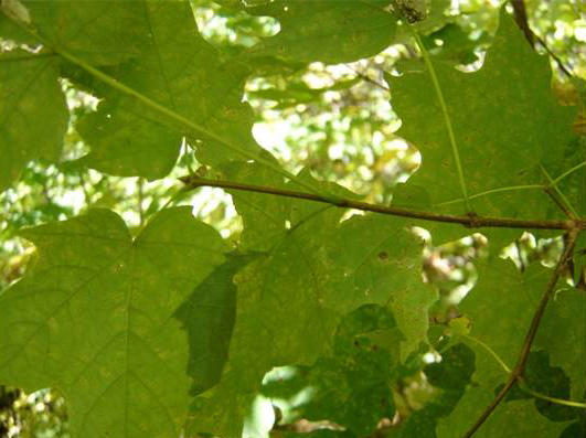 Sugar maple leaves